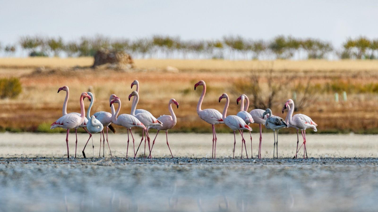 Flamencos en el Parque Natural de Doñana.