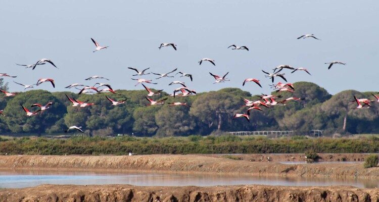 Disfruta del Parque Nacional de Doñana: Naturaleza y Aventura en Sanlúcar de Barrameda
